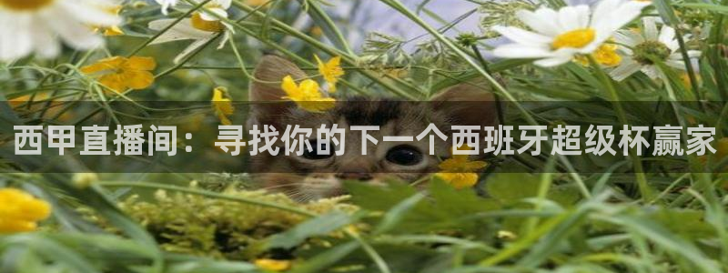 劲爆体育免费直播nba